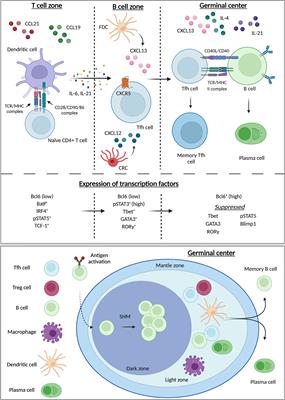 Providing a Helping Hand: Metabolic Regulation of T Follicular Helper Cells and Their Association With Disease